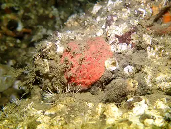 Red Creeping Pedal Sea Cucumber