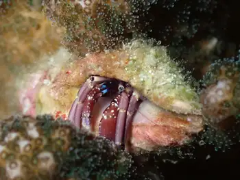Blue Sock Hermit Crab