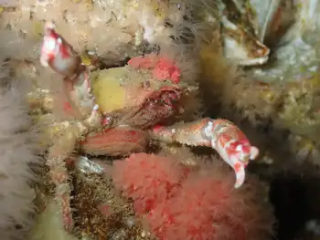 Moss Crab