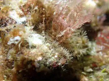 Six Lined Ribbon Worm