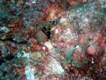 Reef