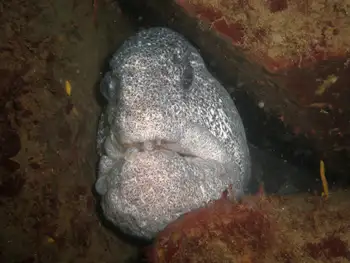 Wolf Eel