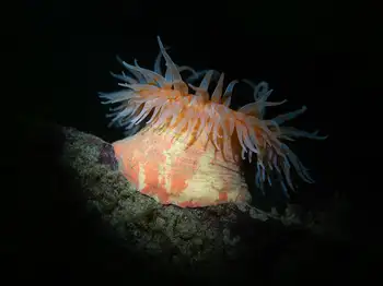 painted anemone