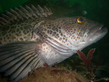 Lingcod