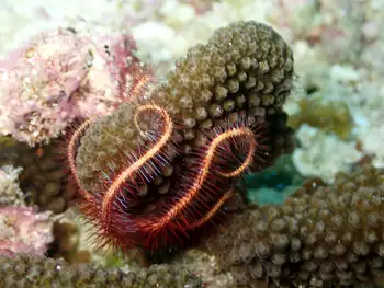 Coral