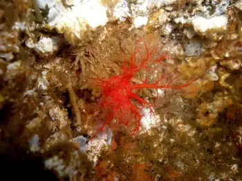 red creeping pedal sea cucumber