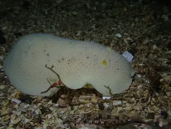 Freckled Pale Sea Lemon