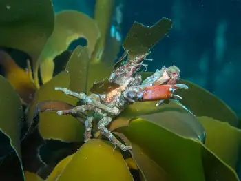 Graceful Decorator Crab