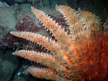 Sunflower Star
