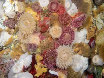 Painted Anemones