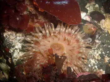 Swimming Anemone