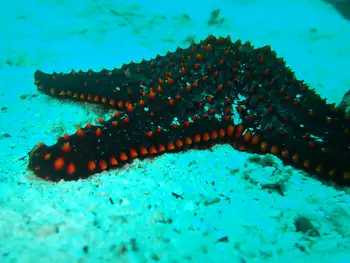 Panamic Cushion Star