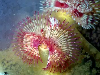 Feather Duster Worm