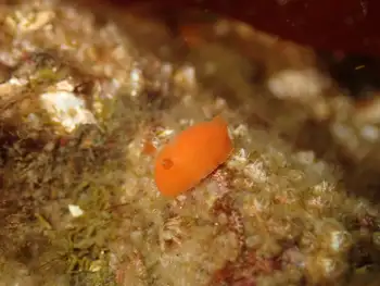 Red Sponge Dorid