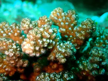 Coral