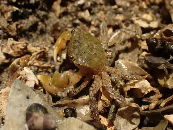 Green Shore Crab
