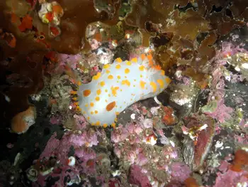 Bold Clown Nudibranch