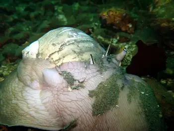 Moon Snail