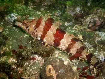 Painted Greenling