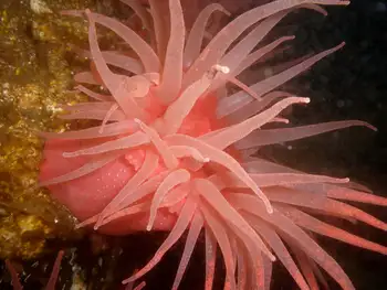 Crimson Anemone