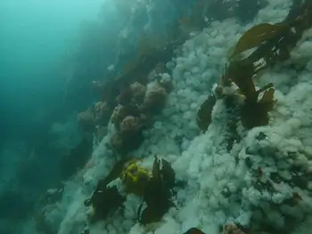 Anemones
