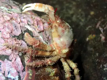 Moss Crab