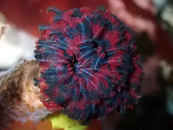 Vancouver Feather Duster Worm