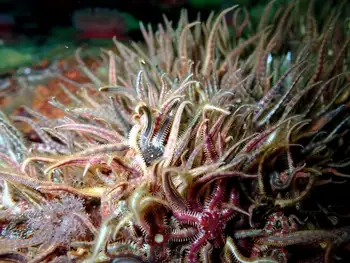 Daisy Brittle Stars