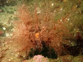 Black Sea Cucumber