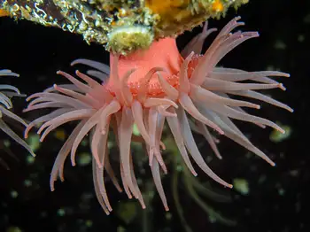Crimson Anemone
