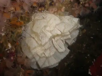 Eggs Nudibranch
