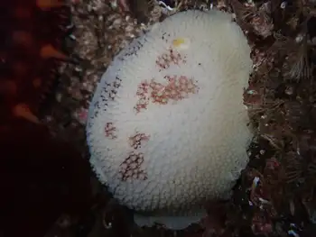 Freckled Pale Sea Lemon