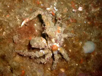 Sharp Nosed Crab