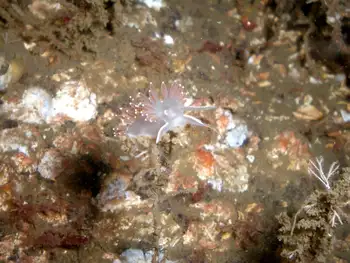 Red Flabellina Nudibranch