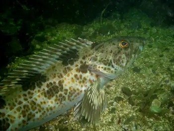 Lingcod