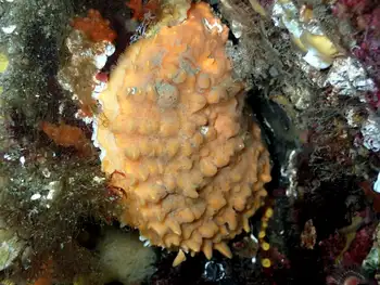 rough scallop sponge