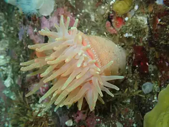 Crimson Anemone