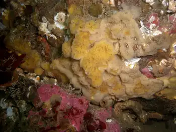Hard Gnarled Clump Sponge
