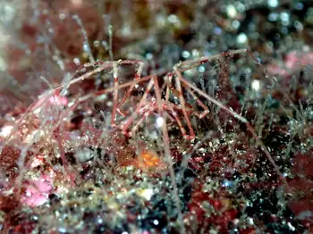 Giant Sea Spider