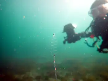 Comb Jelly
