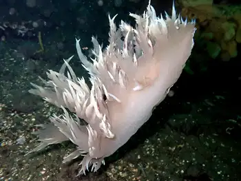 Giant Nudibranch