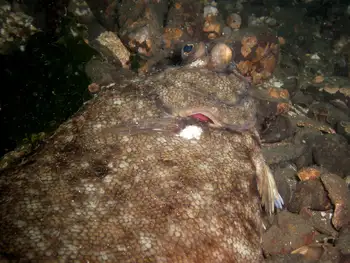 Flounder