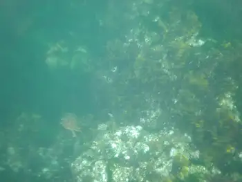 Shallows