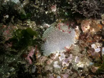 Nanaimo Nudibranch