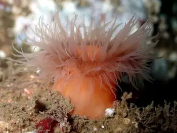 Metridium Anemone