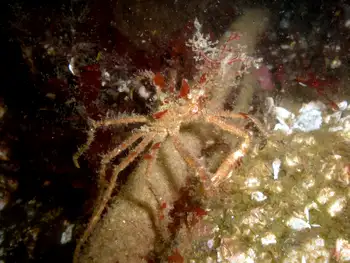 Graceful Decorator Crab