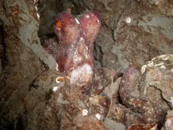 giant pacific octopus