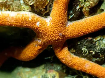 Armpit Blood Star