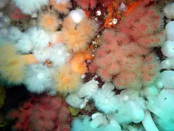 Metridium Anemones