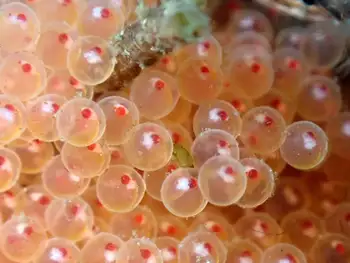 Eggs Fish
